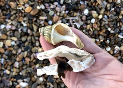 Beach Treasure