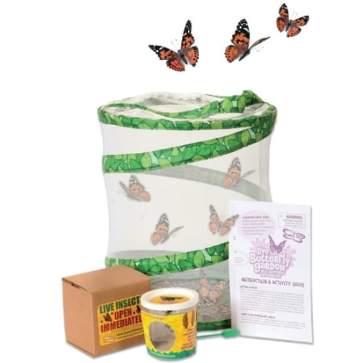 Live Butterfly Garden Kit