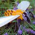 Build Your Own Honey Bee Kit image 6